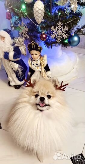 Померанский шпиц (вязка)