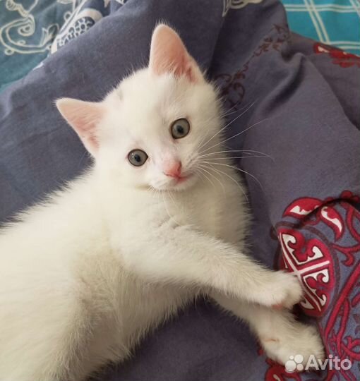 Белый котёнок
