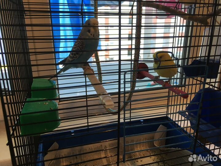 Волнистые попугаи с клеткой