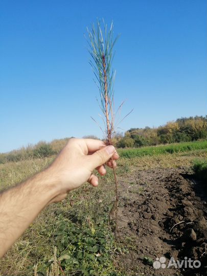 Саженцы сосна крымская 2-х летка