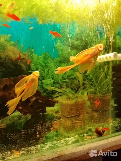 Аквариумные рыбки
