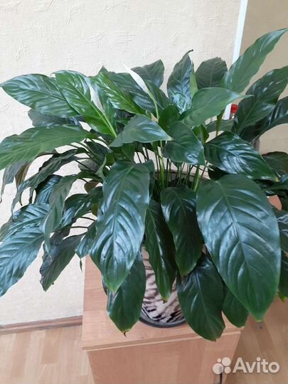 Спатифиллум