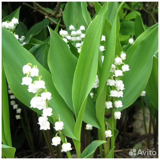 Ландыш майский рассада