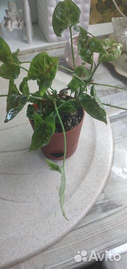 Сингониум Кристмасс