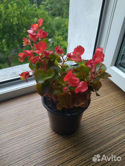 Бегония вечно сведущий