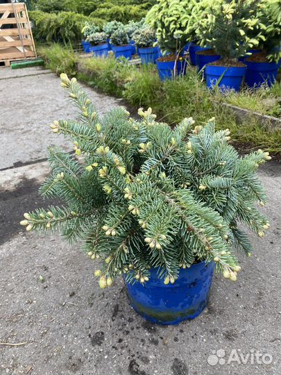 Пихта Блю Эмператор