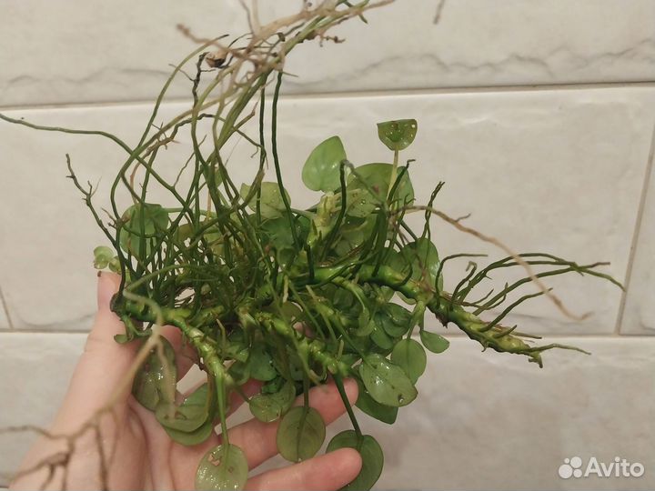 Прополка весь комплект 600(анубиас и криптокорины)