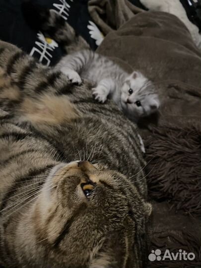 Шотланский котенок