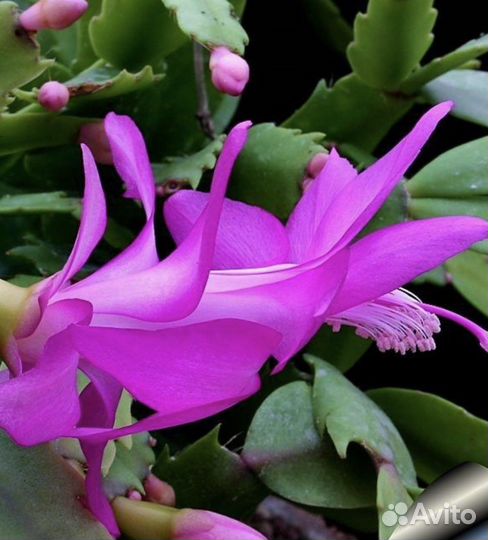 Декабрист 3+1 подарок