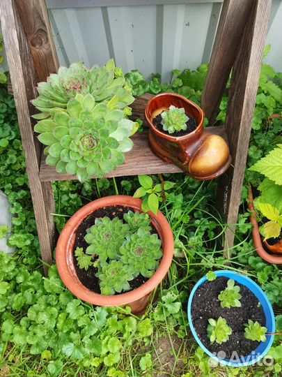 Суккуленты Молодило Каменная роза Почвокровники