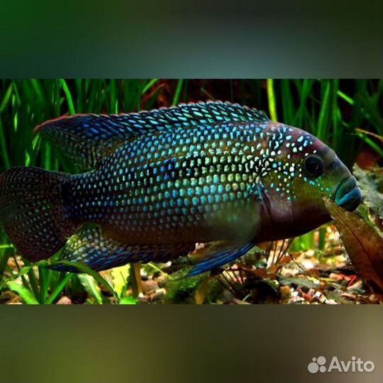 Рыба Пчелка Цихлазома семейство цихлиды хищник