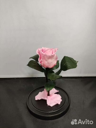 Роза в колбе оптом