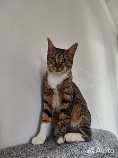 Кошка ищет дом