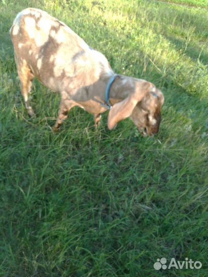 Англонубийские козочки