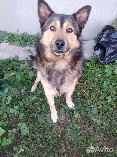 Собака в добрые руки отдам бесплатно