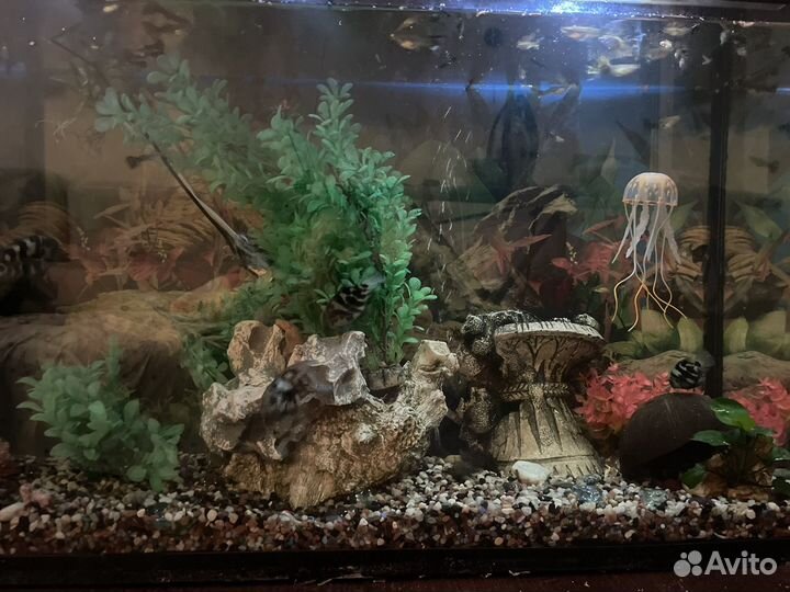 Аквариумные рыбки