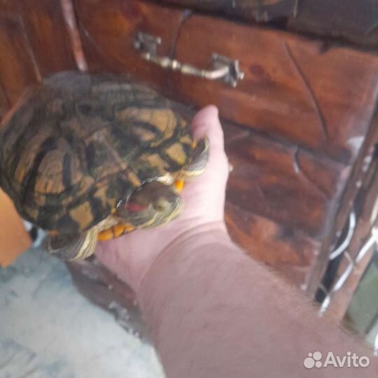 Красноухая черепаха с аквариумом