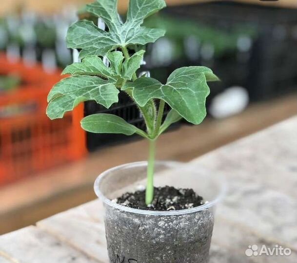 Арбуз рассада,саженцы