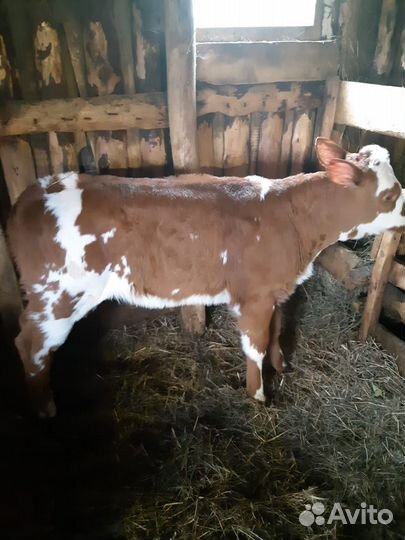 Бычок и телочка