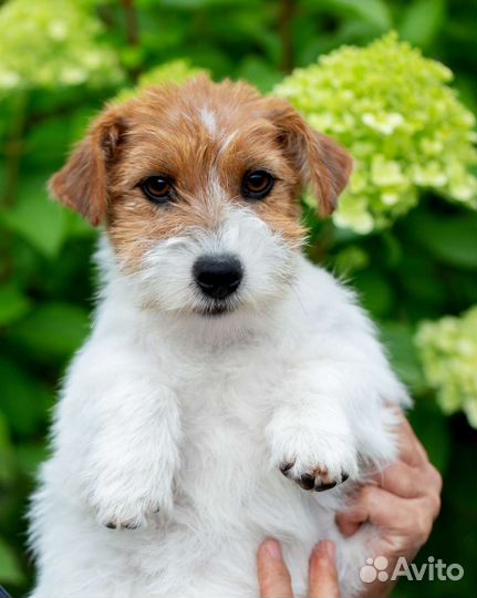 Щенки джек Рассел терьер жесткошерстный