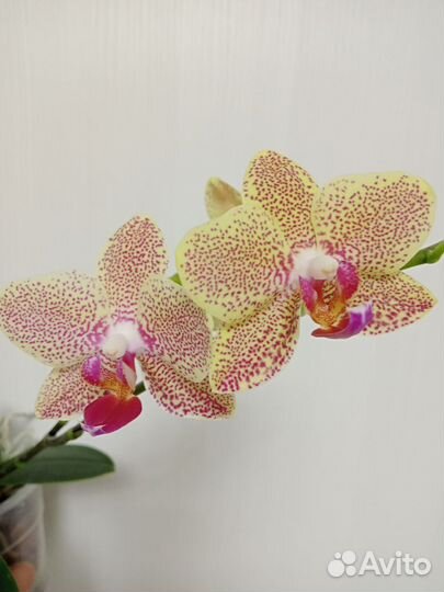 Орхидея фаленопсис