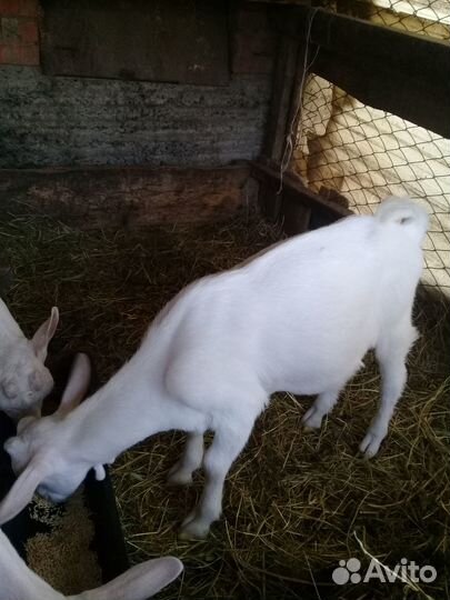 Зааненская коза