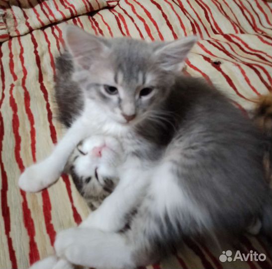Котята в добрые руки