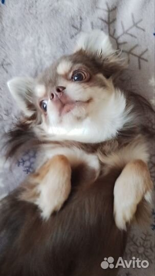 Вязка кобель чихуахуа