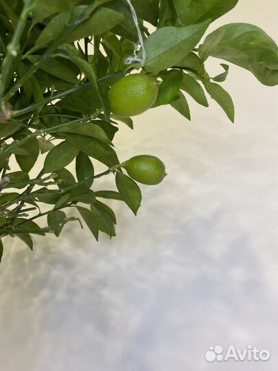 Лимонное дерево привитое