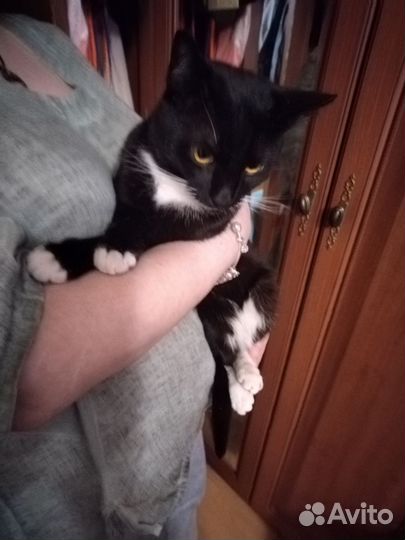 Предлагаю кота