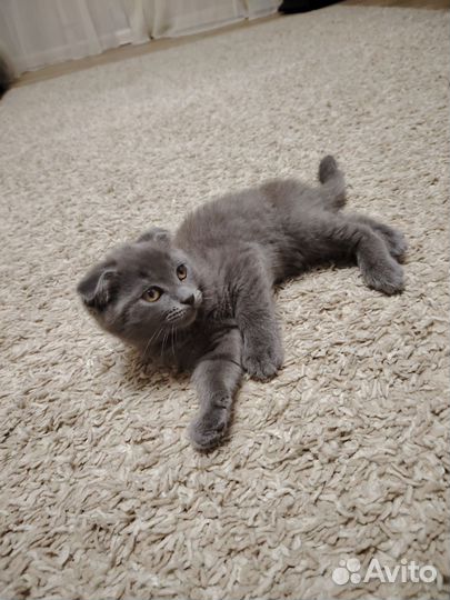 Шотландская вислоухая кошка