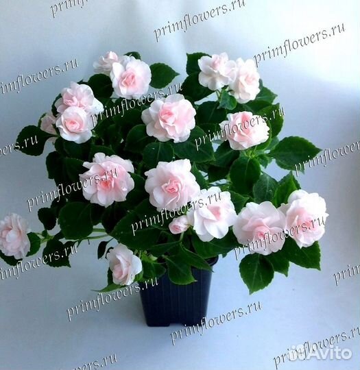 Бальзамин Кристал Блаш