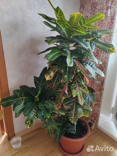 Кодиеум кротон