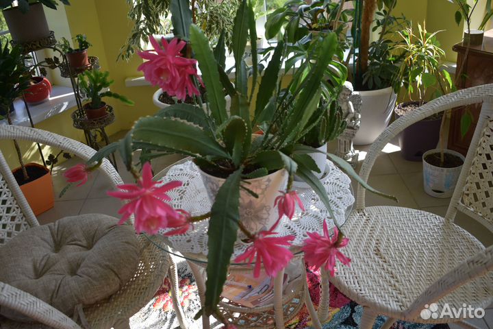 Комнатные растения