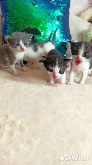 Котята в добрые руки