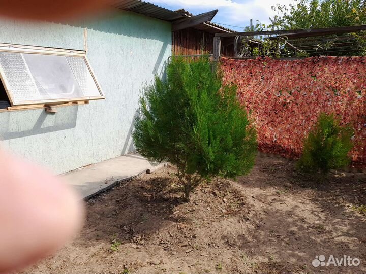 Растения для сада