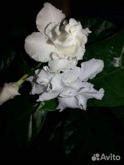 Табернемонтана