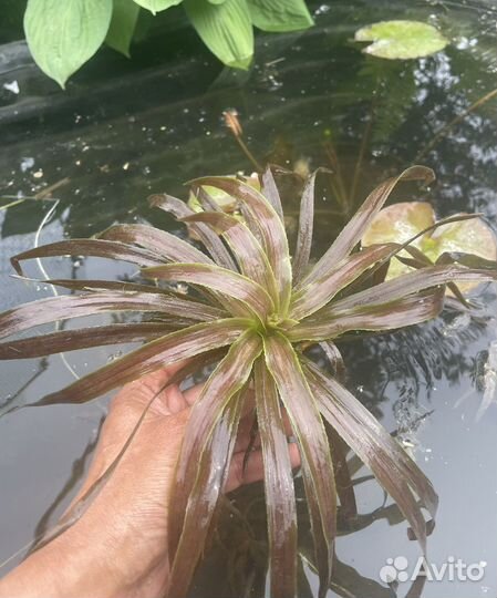 Растения для пруда и прибрежной зоны