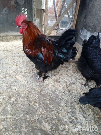 Инкубационное яйцо марана, австралорпа, виандота