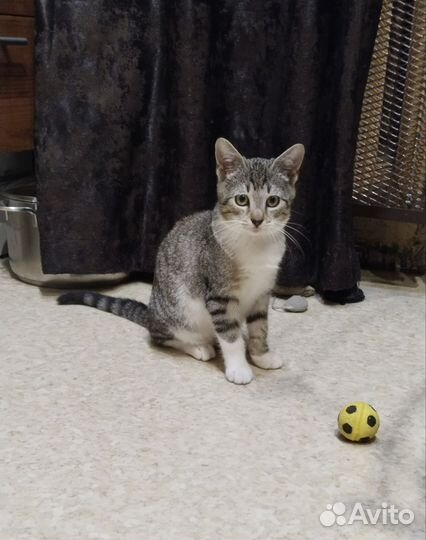 В добрые руки