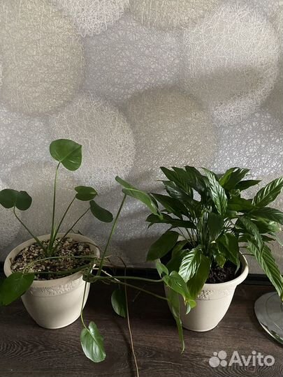 Монстера и Спатифиллум