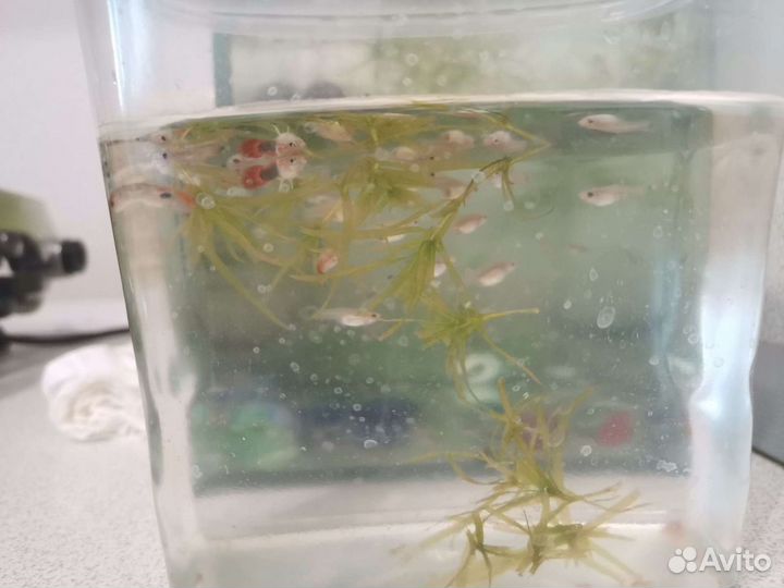 Рыбки Гуппи, 10 штук