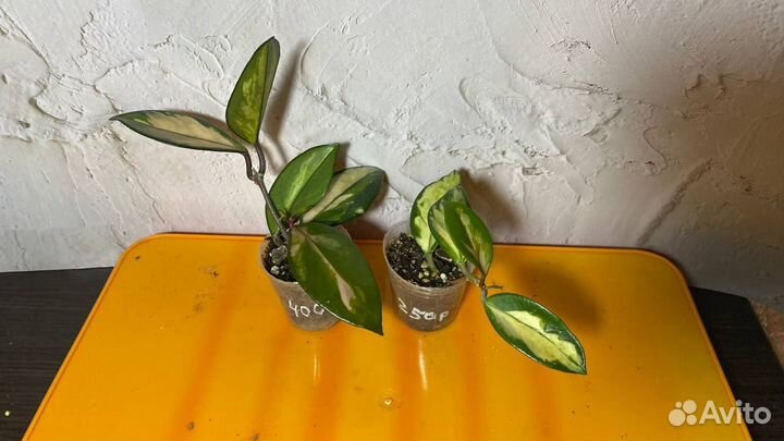 Хойя H. Carnosa Tricolor