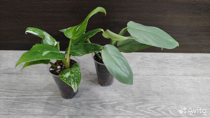 Филодендроны