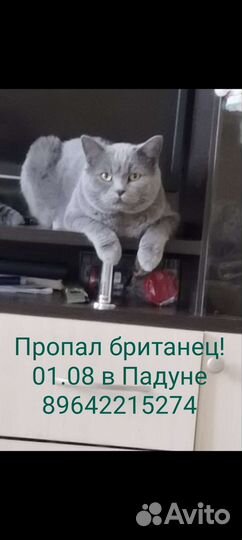 Потерялся британский кот