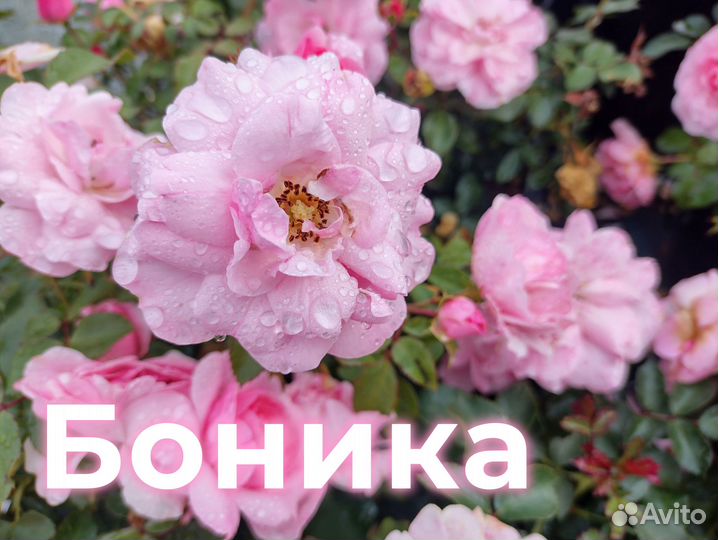 Сортовые Розы Саженцы Питомник Опт