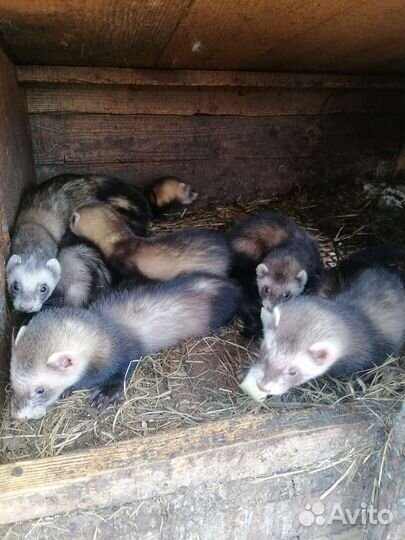 Продаются хорьки