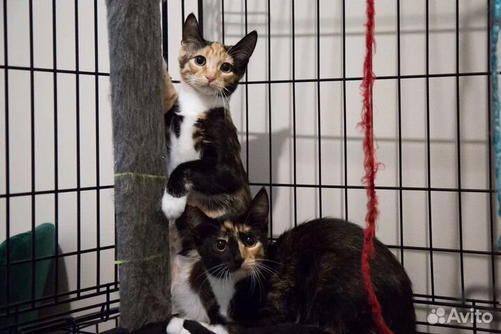 Кошка в дар котенок в дар