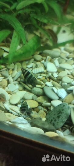 Улитка хелена, креветки Вишенки