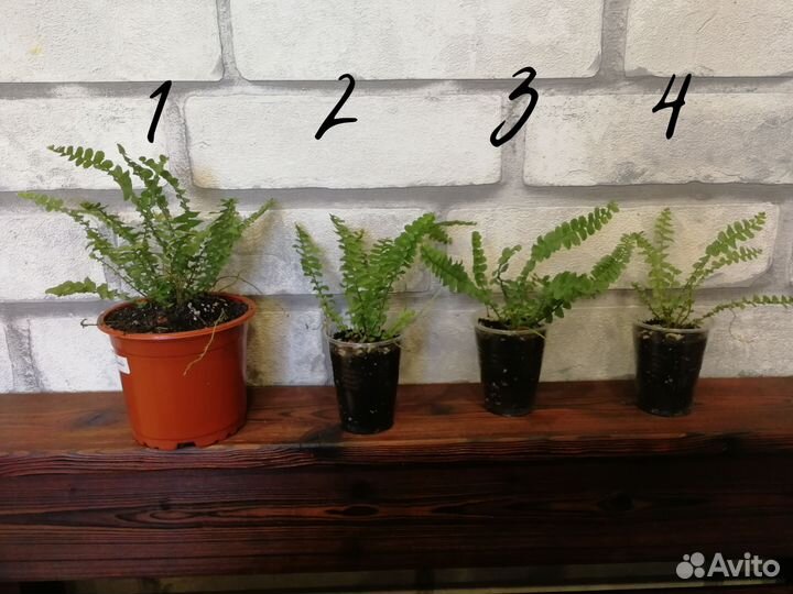 Папоротник nephrolepis cordifolia 